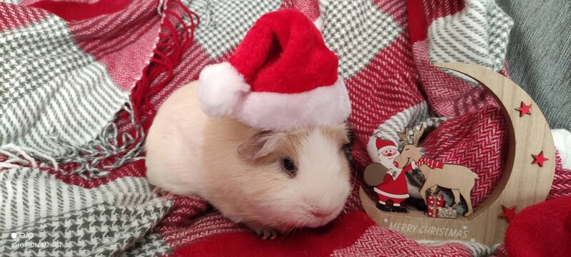 Cobaya &iexcl;Feliz Navidad!
