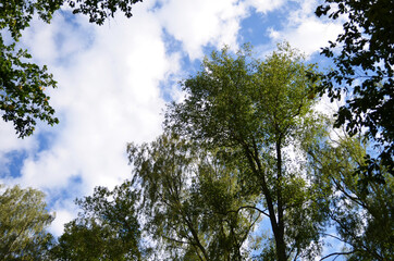 Green treetops framing the sunny blue sky with clouds. Space for text. Nature concept.