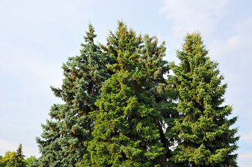 Fir tree with strobile