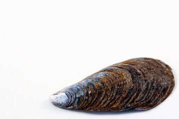 Close up of old seashell