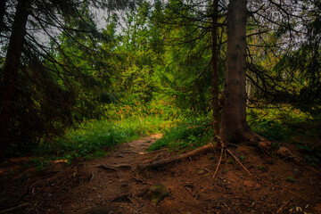 summer forest landscape nature photography wood land scenic view of pine tree with big roots and lonely picturesque dirt trail or tourists in highland environment