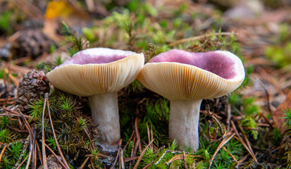 Russula fragilis