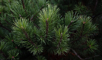 Fir tree branch close-up on defocused green background.