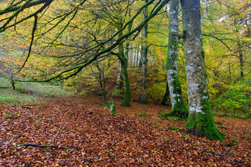 Beeches in autumn in the Irati forest, Navarra, Spain.