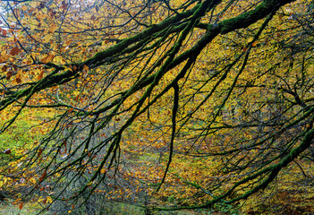 Beeches in autumn in the Irati forest, Navarra, Spain.