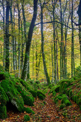 Beeches in autumn in the Irati forest, Navarra, Spain.