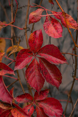 Autumn background. last leaf in the tree. dry nature.