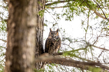 Great Horned owl perched in a cedar tree, Quebec, Canada.