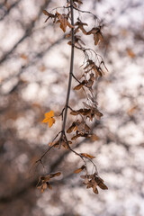 Autumn background. last leaf in the tree. dry nature.