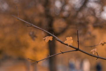 Autumn background. last leaf in the tree. dry nature.