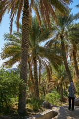 Tall date palms line a narrow footpath in a mountain oasis in Oman, with dappled sunlight filtering...