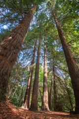 Sequoias in the Southern Cultures arboretum. Sochi, Russia