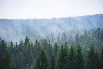 Fog and forest at Sumava national park, Czech republic