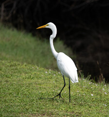 Great white egret with long elegant neck and pointed yellow beak is walking on green grass against a second blurred grass hill and dark background.