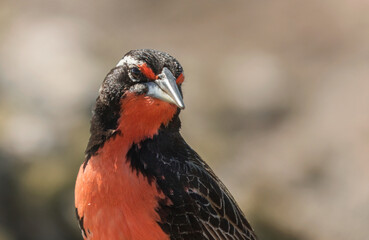 Primer plano de un pájaro negro (loica) con un pecho rojo mirando de lado a la derecha de la imagen.