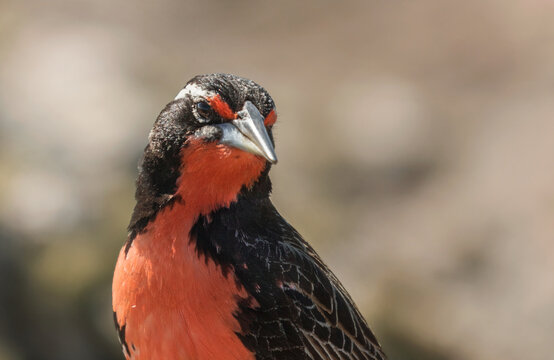 Primer plano de un p&aacute;jaro negro (loica) con un pecho rojo mirando de lado a la derecha de la imagen.