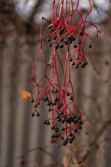 When it gets cold in November, all the leaves fly from the long red branches of the maiden grapes. Dark blue berries remain.