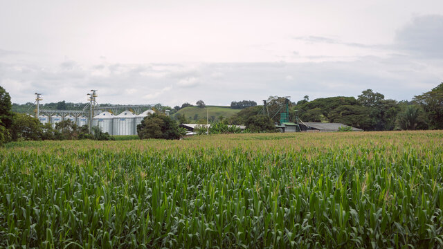 Corn cultivation and a company, with mountains in the background, in Valle del Cauca COlombia