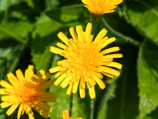 Wildflower (Tolpis azorica)