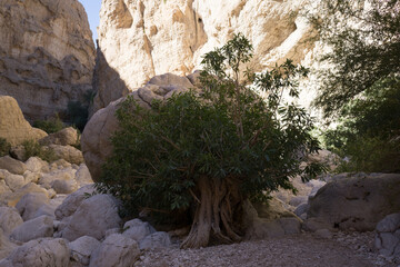 Large tree with sprawling branches growing in a rocky canyon amid massive boulders and cliffs in...