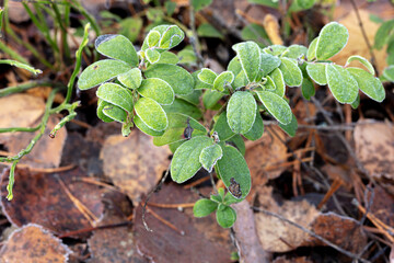 Lingonberry bush covered with frost in the forest. Natural background.