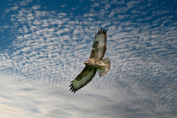 One common buzzard bird, bird of pray, buteo buteo, in flight against a blue sky and white clouds