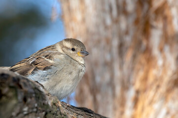 Female House Sparrow Perched on a Tree Branch