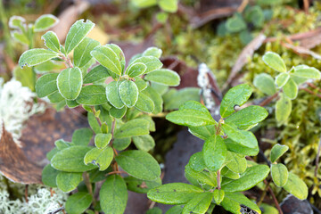 Lingonberry bush covered with frost in the forest. Natural background.