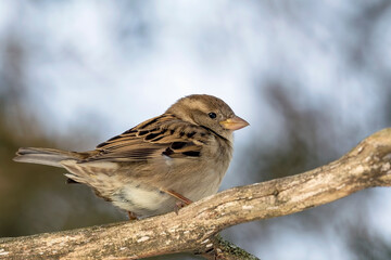 Female House Sparrow Perched on a Tree Branch