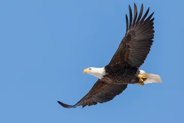 Foto op Plexiglas A Bald Eagle Soars in a Clear Blue Sky © RR Photos