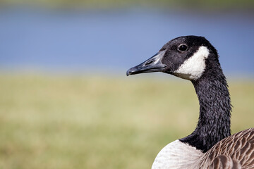 Close Up of a Canada Goose with Grass and Water in the Background