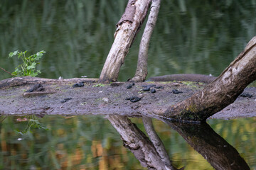a small island in the water with tree trunks and reflection in the water. Natural background selective focus