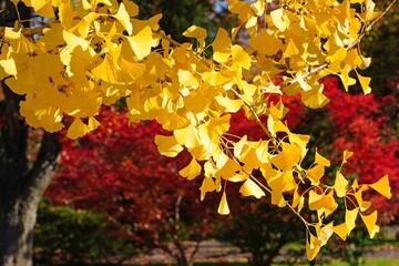 Yellow fan-shaped leaves of the ginkgo biloba tree in autumn