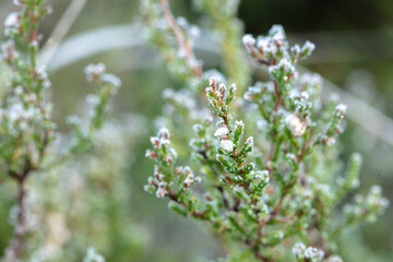 Moss, close-up, natural background in the forest, scandinavian nature