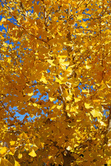 Yellow fan-shaped leaves of the ginkgo biloba tree in autumn