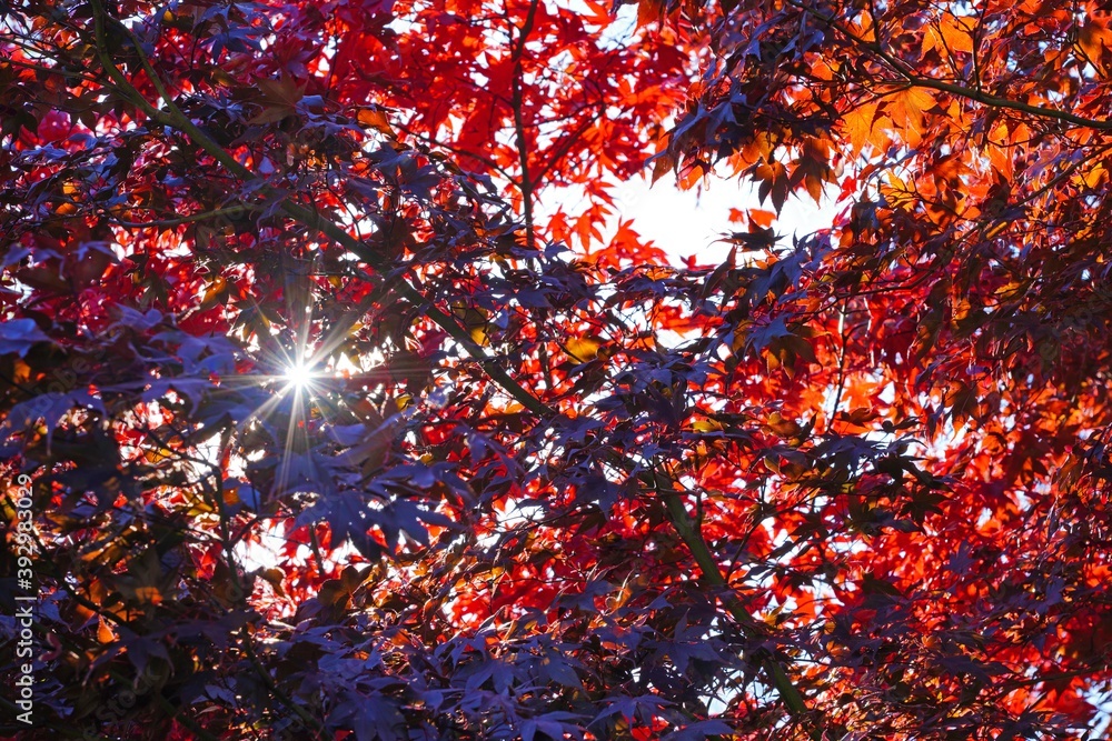 Wall mural sunrays peeking through the red leaves of a japanese maple tree