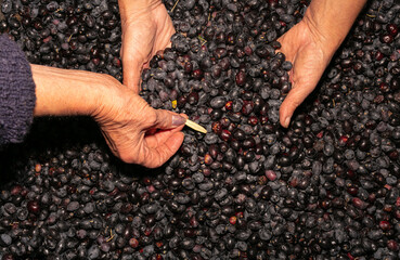 Women's hands with raw black olives