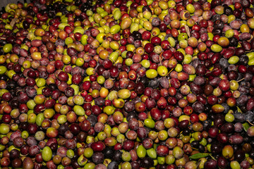 Piles of raw black and green olives