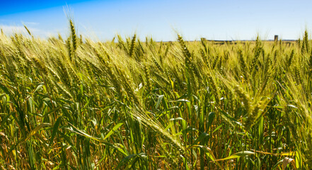 Wheat field details, ready to harvest