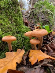 mushrooms in the forest