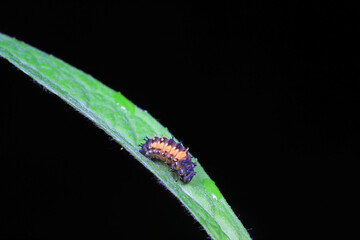 Ladybug larvae in natural state， north China