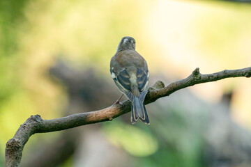 A greenfinch sitting on a branch, seen from behind, against a blurred background