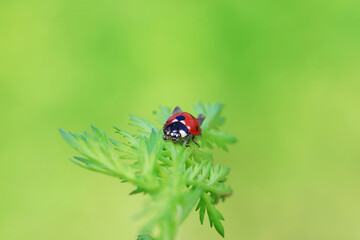 Coccinella septempunctata on green leaves, North China