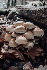 reino fungi