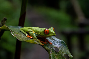 Close up view of a Beautiful red eye frog in the rain forest of Costa Rica