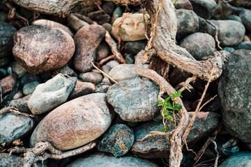 Small green sprout of tree grows from roots. Nature sunny background of beautiful roots of deciduous tree on stony shore. Tree grows on pile of stones. Vitality plants. Snags on boulders in sunlight.