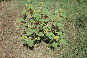 Rough Cocklebur (Xanthium strumarium)