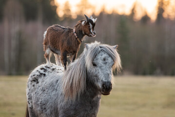 Little goat riding appaloosa pony. Friendship of pony and goat. Funny animals.