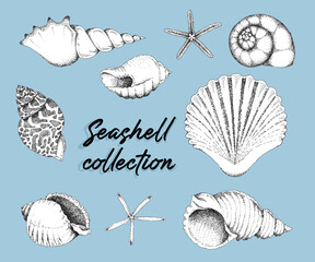 Seashell collection Black and white graphic arts design
