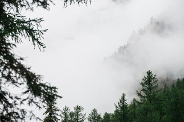 Ghostly alpine view through branches and low clouds to beautiful rockies. Dense fog among giant rocky mountains with trees. Atmospheric highland landscape. Big cliff in cloudy sky. Minimalist scenery.